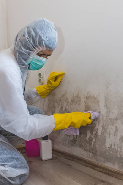 Best Crawl Space Mold Remediation  in Kellogg, ID
