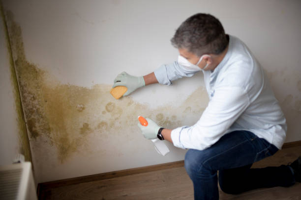 Best Comprehensive Air Testing for Mold Contaminants  in Kellogg, ID