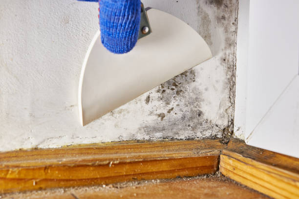 Best Mold Remediation for Healthcare Facilities  in Kellogg, ID